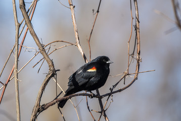 A red-winged black bird perched on a branch inside Magee marsh wildlife area on a clear winter evening