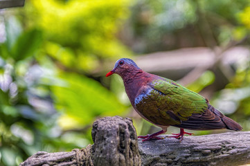 Common emerald dove