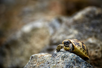 The tortoise creeps in the wild on the rocks in the summer.