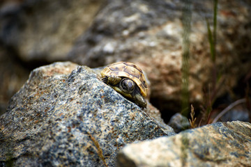 The tortoise creeps in the wild on the rocks in the summer.