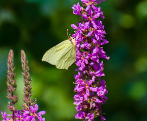Common brimstone on flowers