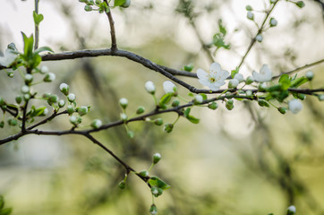 white flowers blooming wild plum 