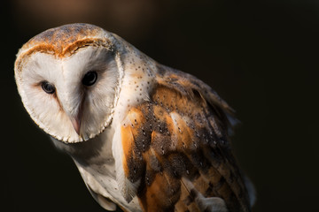 Barn owl portrait