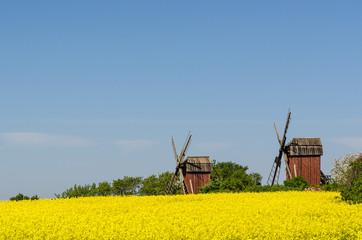 Fototapeta premium Old wooden windmills by a blossom rapeseed field