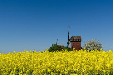 Wooden windmills by a blossom canola field