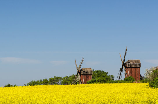 Old wooden windmills by a blossom rapeseed field