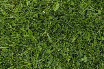 Background of green grass. Green grass texture top view closeup. Fresh lawn.
