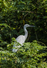 A large egret standing on a tree branch inside ranganathittu bird sanctuary