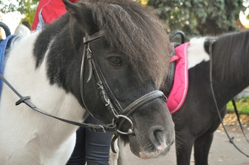 little pony in the park on a sunny day