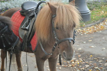 little pony in the park on a sunny day