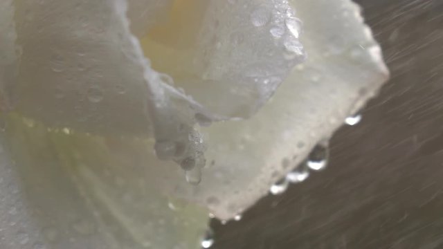 Slow motion closeup shot of rain drops drippling from rose petals. Romantic flower in the garden in sunny day. Shooting with high-speed camera.
