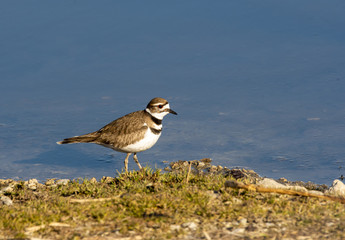 A ring necked plover wading near water body inside Magee Marsh wildlife area