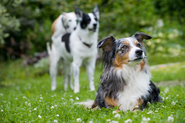 Hunde in einer Wiese