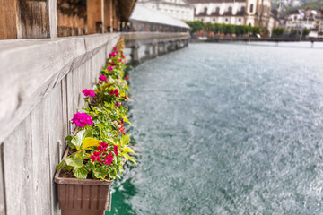 Fototapeta na wymiar Flowers on the background of water.