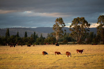 Fototapeta na wymiar Beef cattle in pasture at sunset