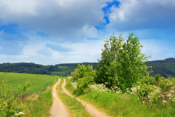 Summer field with road and sun in blue sky.