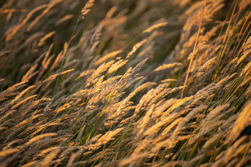 View of long grass light by warm afternoon light