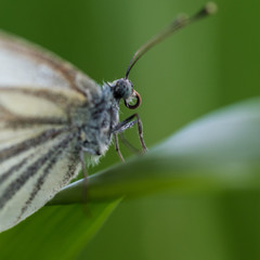Butterfly Close-up