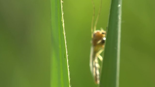 Insect macro, Mosquito on leaf. Mosquitoes are of family Culicidae