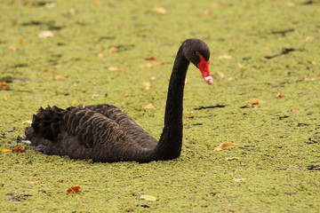 cygne noir / black swan