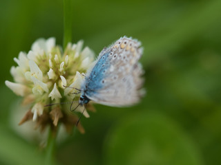 Butterfly Close-up