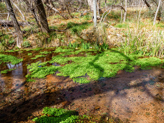 Hiking Parson Spring, Arizona