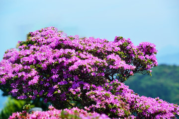 ミヤマキリシマ