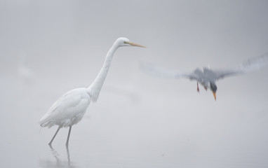 The Great White Egret in Misty morning