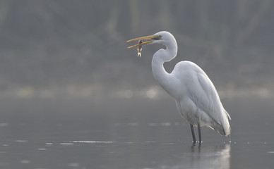 The Great  Egret with fish