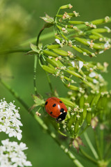 Closeup of a ladybird on green plant.