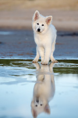 Obraz na płótnie Canvas white swiss shepherd puppy posing on the beach