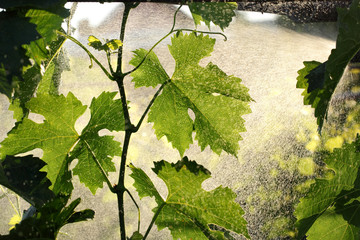 Grape plant treating in vineyard