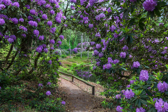 Rhododendron garden flower in lovely lightening. Utrecht Province, Driebergen Netherlands