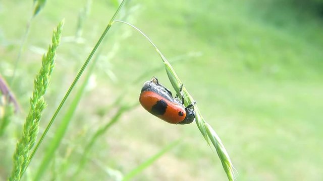 ant bag beetle,  insect laying eggs