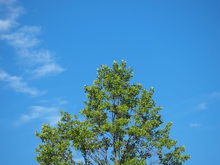 初夏のユリノキ
