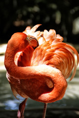 Flamingo pink tropical birds