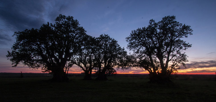ombu campo argentino