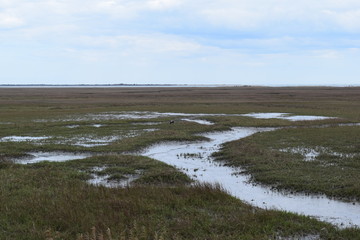 Virginia Eastern Shore Tidal Marsh Land