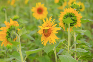 Sunflowers, on an outdoor plantation