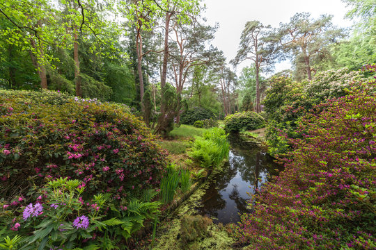 Beauty Rhododendron  park