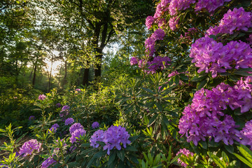 Obraz premium Beauty Rhododendron park