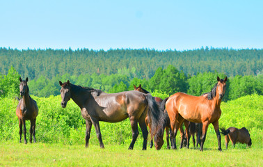 A group of horses stands on a green summer meadow with a beautiful landscape