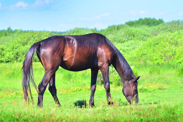 Obraz na płótnie Canvas Beautiful horse on a green meadow