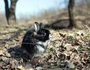 Home fluffy rabbit on a walk in the park