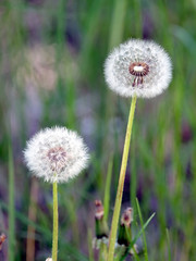 Fluffy dandelions flower with ripe seeds in a green grass field as background on summer sunny day vertical view closeup