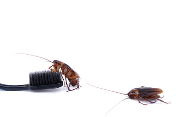 Cockroach on toothbrush and toothpaste isolated on white background. Contagion the disease, Plague,Healthy,Home concept.