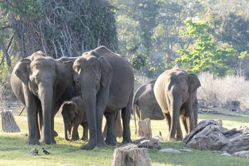 A group of Elephants protecting a new born calf inside Kabini back waters during a water safari