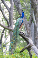 A beautiful male peacock displaying its beautiful feathers to attract female for mating