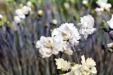 White chrysanthemums. Flowers close-up.