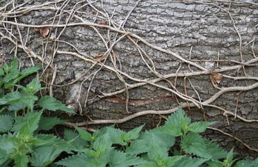 Regentropfen an einem Wasserrohr